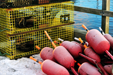 Bar Harbor Lobster Fishing & Seal Watching cruise excursion